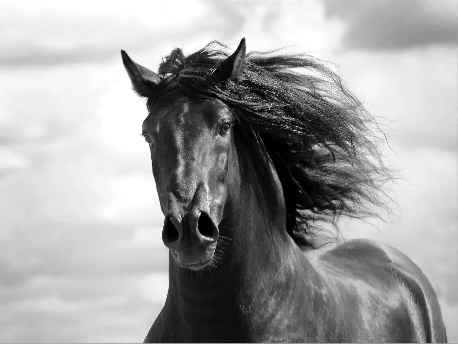 ART.COM Canvas Wall Art Prints Breath of Life by Tony Stromberg, Animals Decor, 24" x 18"