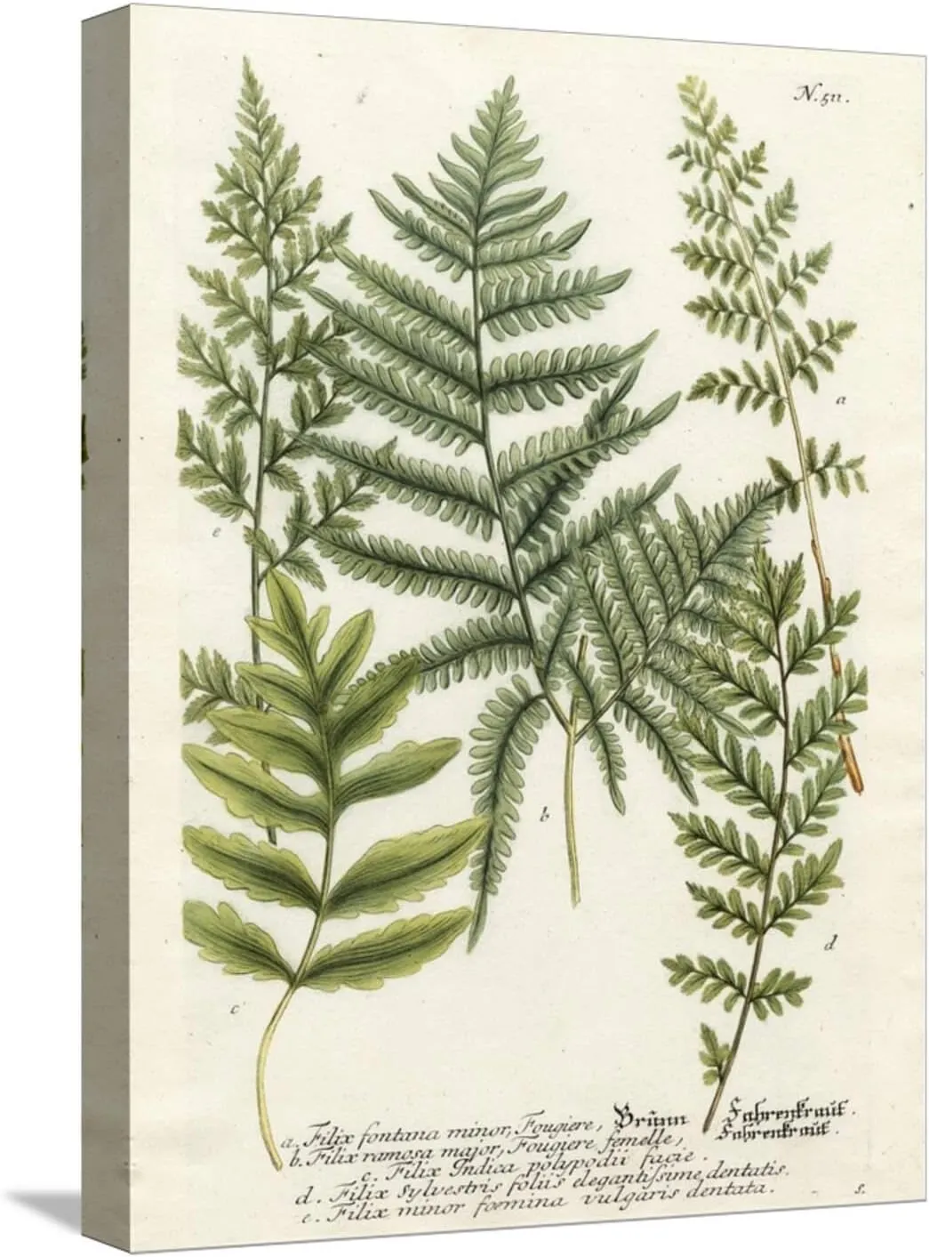 ART.COM Stretched Canvas Print Fern Gathering II by Johann Wilhelm Weinmann, 12" x 16"