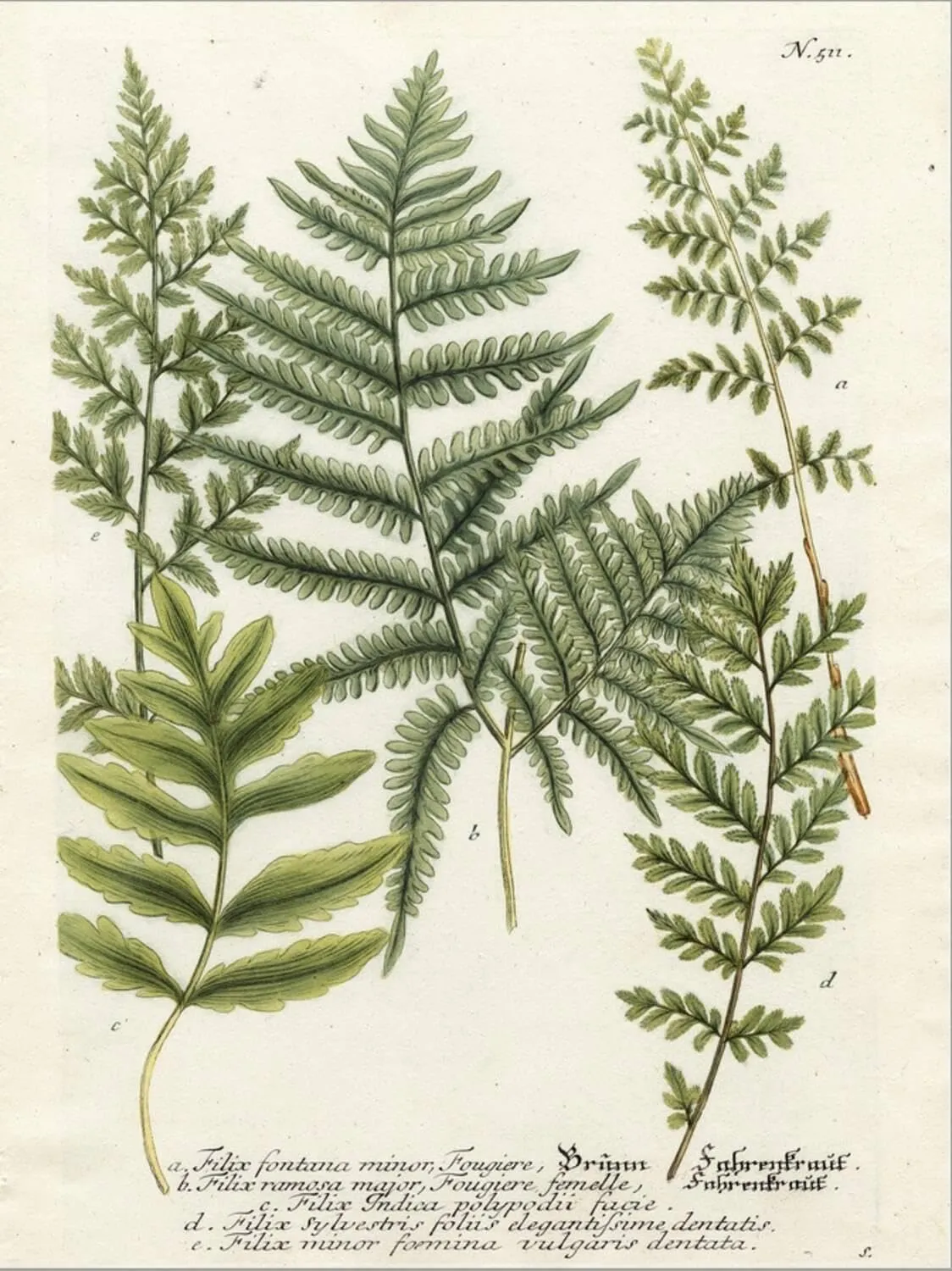 ART.COM Stretched Canvas Print Fern Gathering II by Johann Wilhelm Weinmann, 12" x 16"