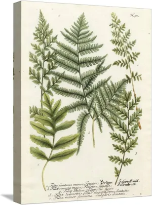 ART.COM Stretched Canvas Print Fern Gathering II by Johann Wilhelm Weinmann, 12" x 16"