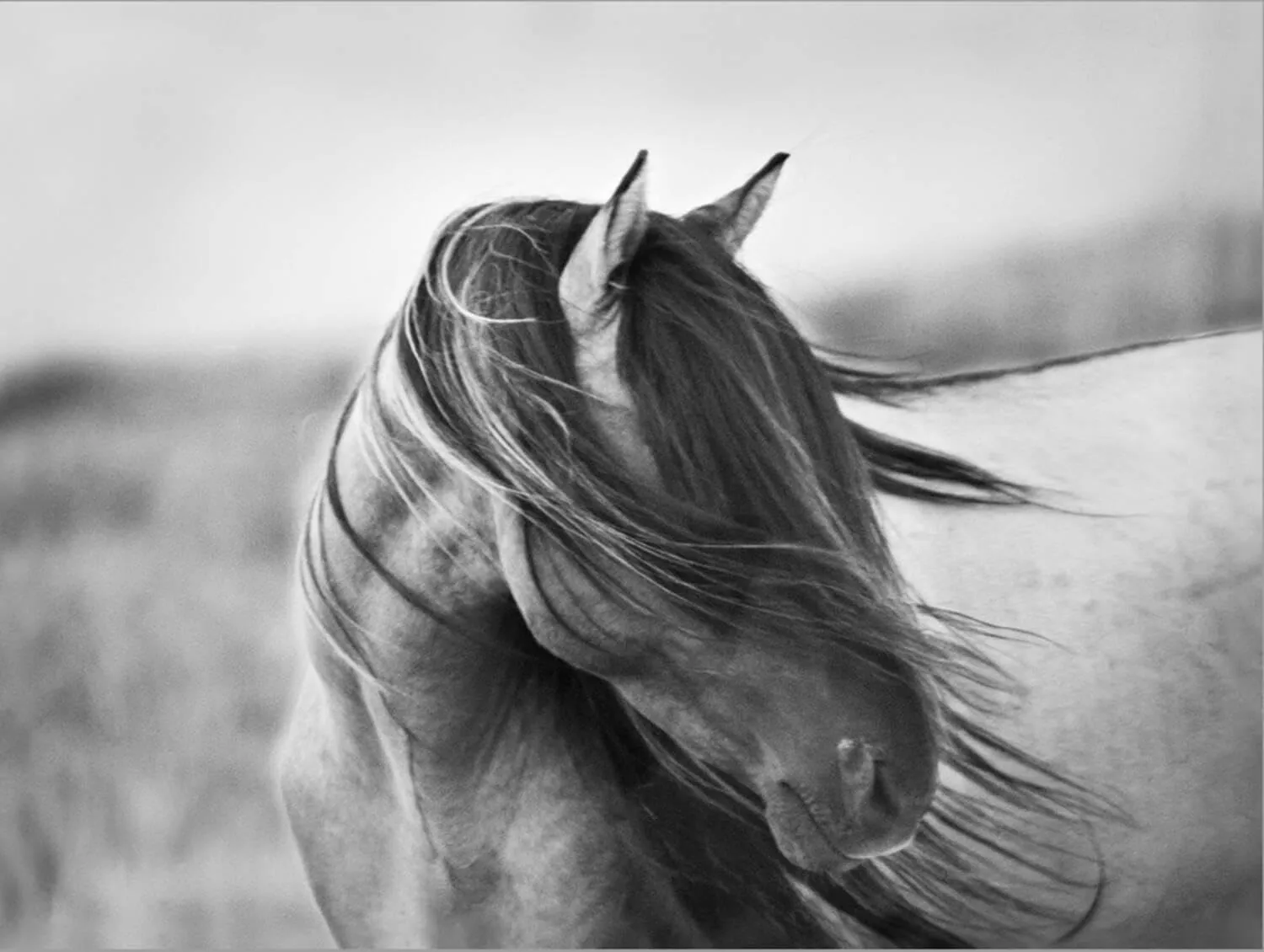 ART.COM Stretched Canvas Print Fierce Grace by Tony Stromberg, 24" x 18"