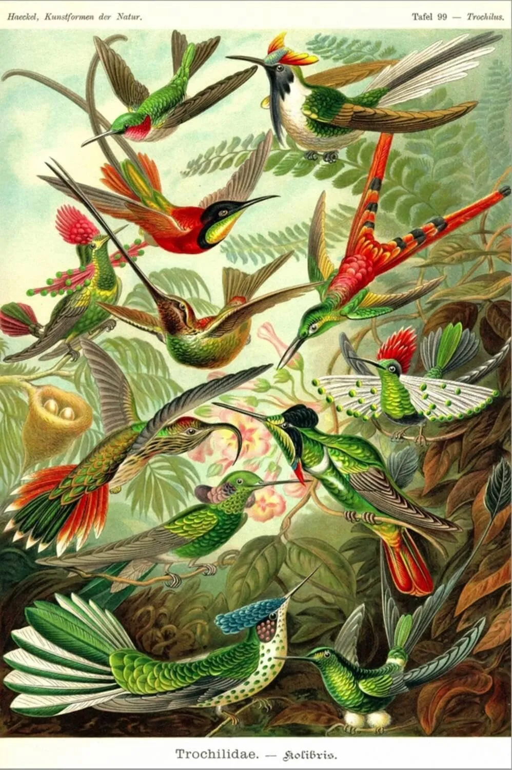 ART.COM Stretched Canvas Print Hummingbirds by Ernst Haeckel, 12" x 18"
