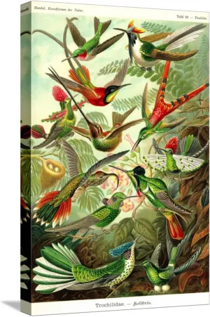 ART.COM Stretched Canvas Print Hummingbirds by Ernst Haeckel, 12" x 18"