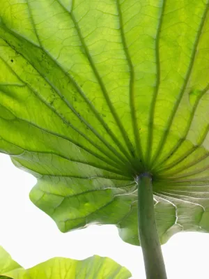 ART.COM Wall Art Prints Lotus Leaf Texture by Michele Molinari, Botanical Decor, 12" x 16"