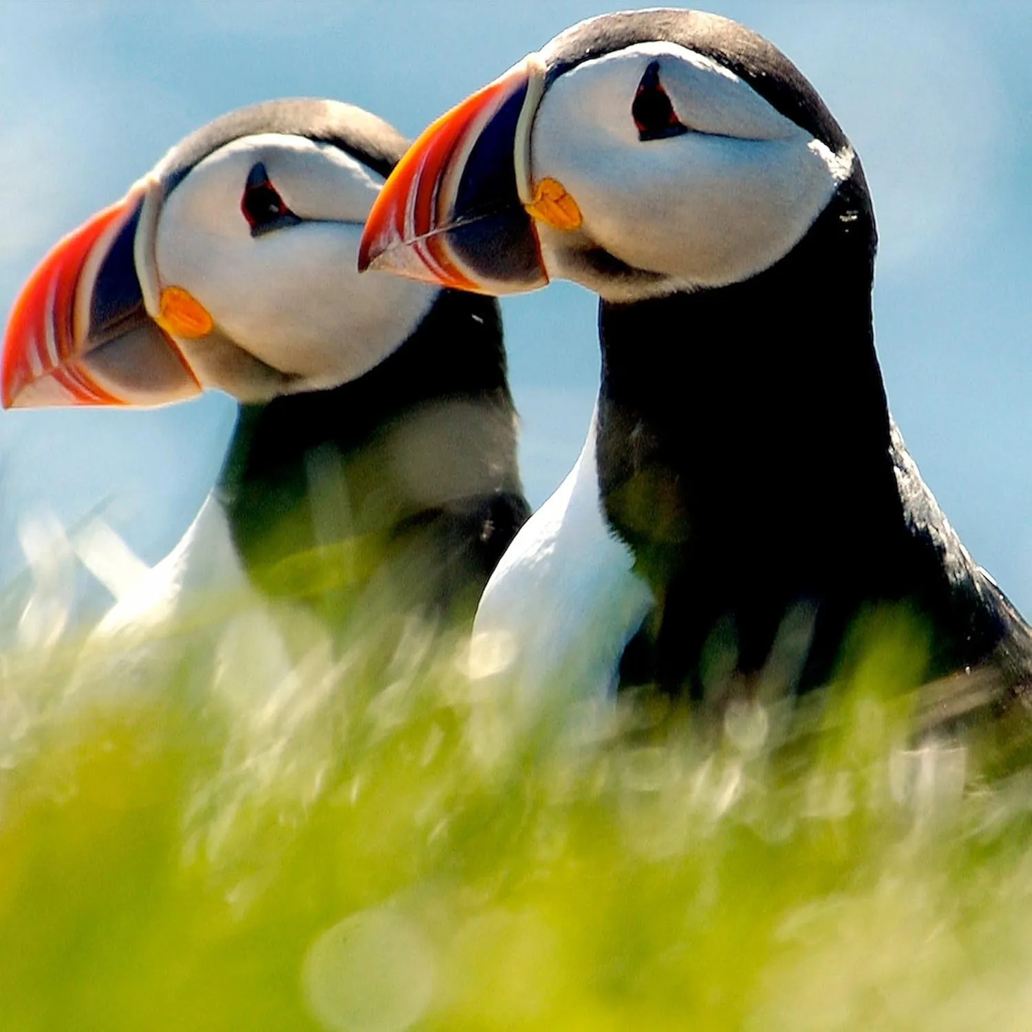 CafePress Puffin Pair 14X14 600 Dpi Tote Bag Natural Canvas Tote Bag, Reusable Shopping Bag