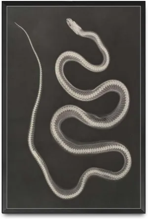 Canvas Posters and Prints Wall Art Pictures Aesculap Schlange XRay Of A Snake Vintage Illustration Black And White Bone Art Print By Josef Maria Eder Suitable for Living Room Bedroom Office Decoration 8x12inch Metal Frame