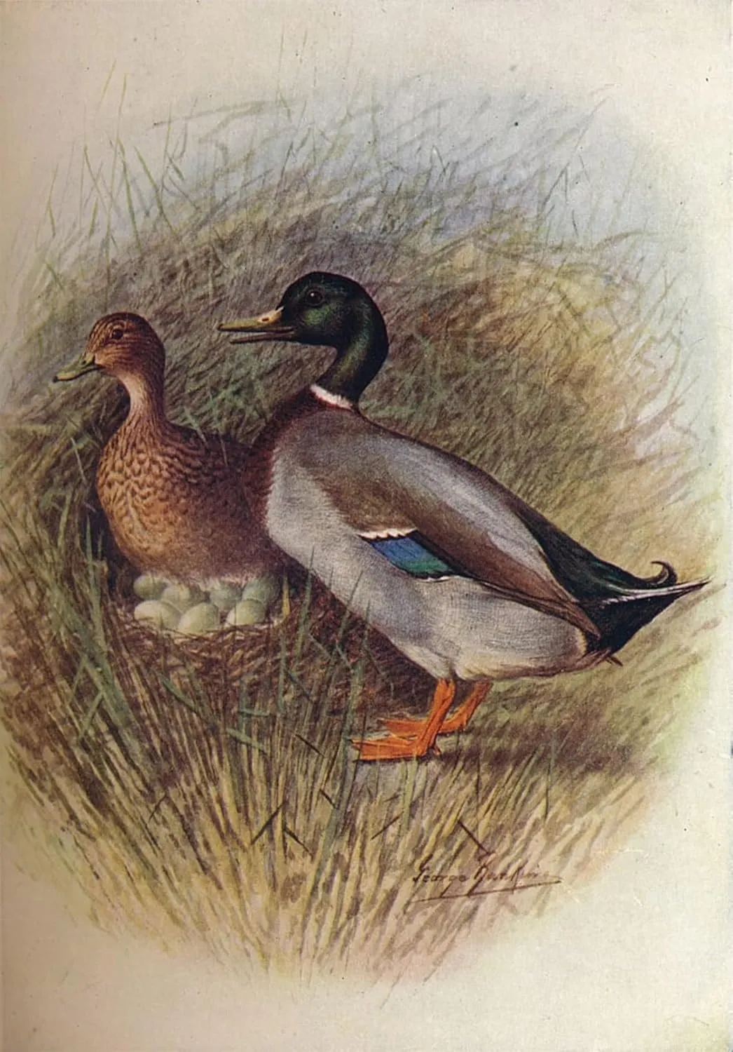 iiRTTFiRT Famous Prints Pictures Wall Print Artwork Mallard or Wild-duck Anas Boscas by George Rankin Graffiti Painting for Home Decor 60x90cm