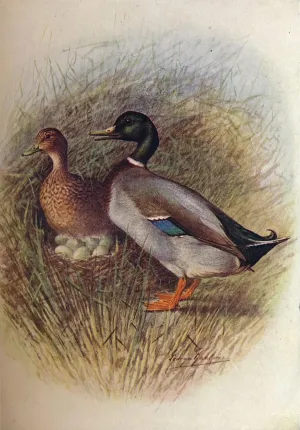iiRTTFiRT Famous Prints Pictures Wall Print Artwork Mallard or Wild-duck Anas Boscas by George Rankin Graffiti Painting for Home Decor 60x90cm
