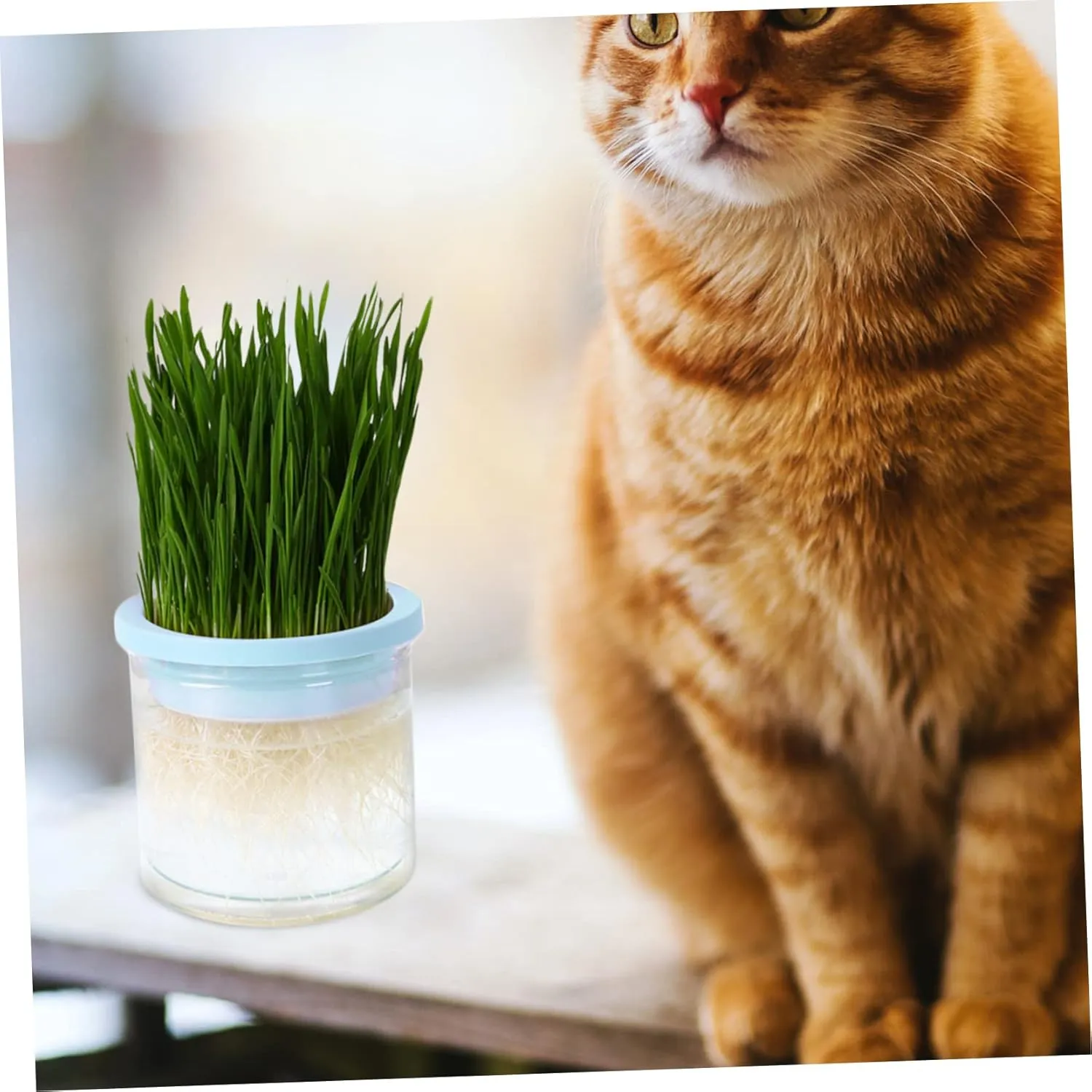 VANZACK 2pcs Cat Grass Planter Box Hydroponic Pot Large Planting Area Easy Cleaning